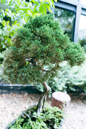 Bonsai tree in the garden. Decorative bonsai.