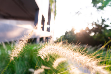 Blur image of grass flower in the garden with sunlight background.