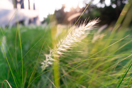 Grass flower in the morning light with bokeh background.の写真素材