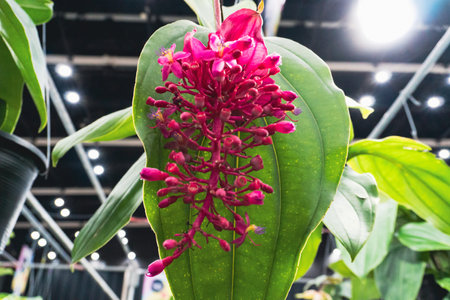 beautiful pink orchid flower in the botanical garden, stock photoの写真素材
