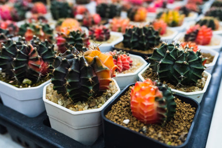 Cactus in a pot on the shelf in the store, stock photoの写真素材
