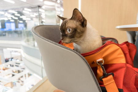Siamese cat sitting in a luggage bag in a shopping mallの写真素材