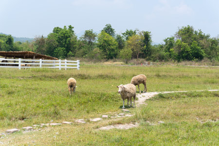 Sheep in the meadow at rural area, countryside of Thailandの写真素材