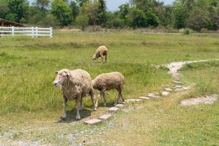 Sheep on the grassland in the countryside of thailand.の写真素材