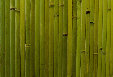 Bamboo wall covering. green vertical formsの写真素材
