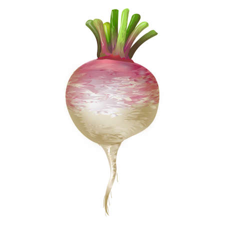 Realistic illustration of Turnips isolated on white backgroundのイラスト素材