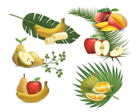 Vector set of realistic fruits: apples, bananas, mango, durian. Illustration of fresh tropical foliageのイラスト素材
