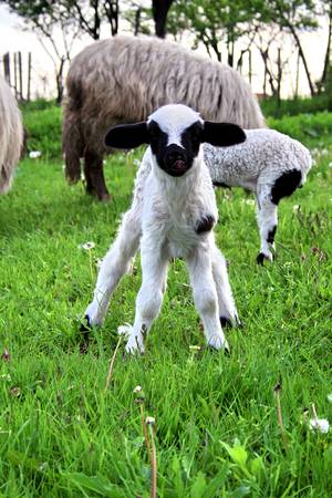 little lamb, his feet barely holding on, looking straight to camera, uncertain about his fate, closeupの写真素材