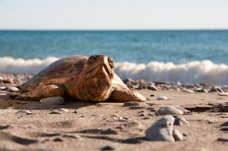 Turtles are reptiles of the order characterised by a special bony or cartilaginous shell developed...
