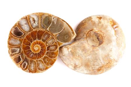 pleistocene seashell dived in two parts, interior and exterior view