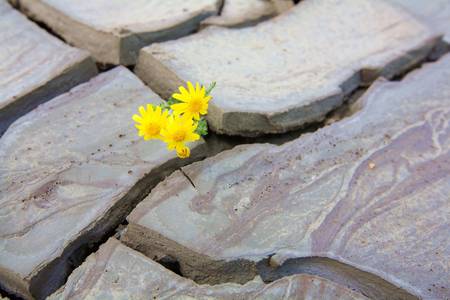 small yellow flower growing in a dried volcano mud suggesting the power of lifeの写真素材