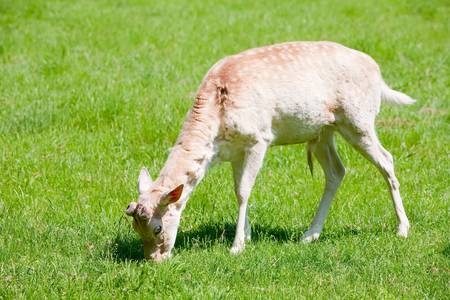 Young  male fallow deer grazing fresh summer grassの写真素材