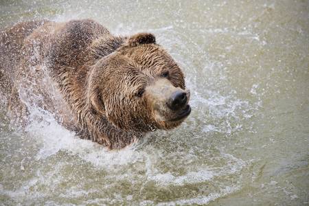 large brown bear having fun in the water  の写真素材