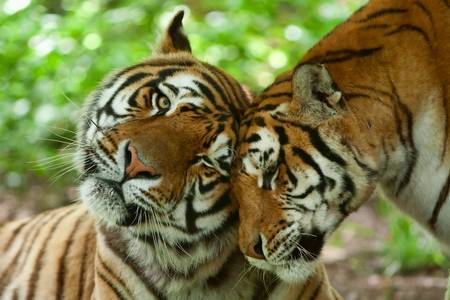 male and female tiger in a romantic pose , in their natural habitatの写真素材