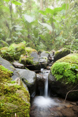Dense fog in Ecuator cloud forest,
