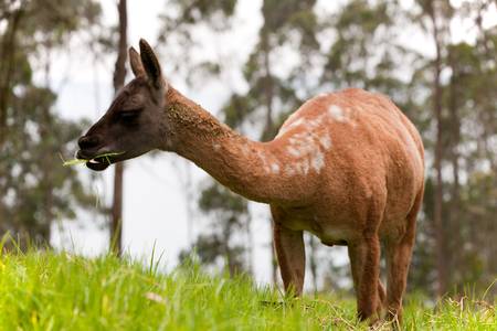 The llama is a South American camelid, widely used as a pack and meat animal by Andean cultures since pre-hispanic times.の写真素材