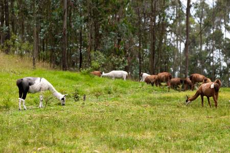 The llama is a South American camelid, widely used as a pack and meat animal by Andean cultures since pre-hispanic times.の写真素材
