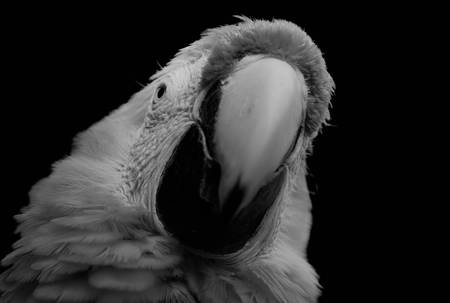 The Scarlet Macaw  is a large, colorful macaw. It is native to humid evergreen forests in the American tropics. Range extends from extreme south-eastern Mexico to Amazonian Peru, Bolivia and Brazilの写真素材