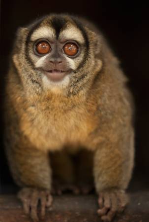 Owl monkey laughing at spectators. Shoot in a animal refuge in Brasil.