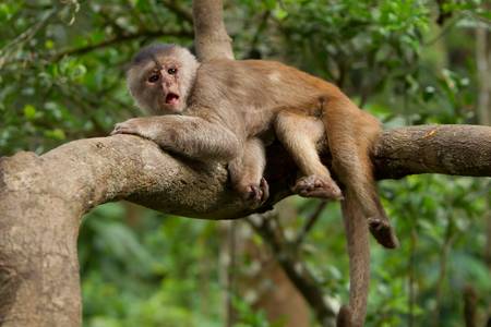 capuchin monkey cub lying on a branch. shoot into the wild in ecuadorian rainforest