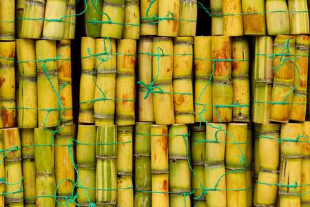 Fresh sugarcane cut for extraction of juice. Small pack for sale in Ecuador.の写真素材