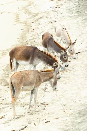 group of four donkey on the beach.の写真素材