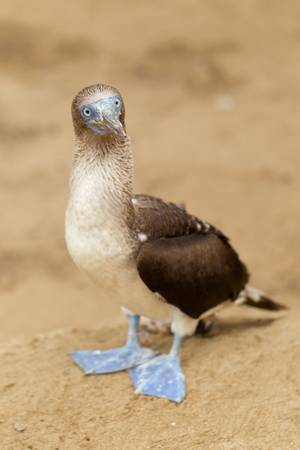 Blue footed booby in galapgos islandsの写真素材