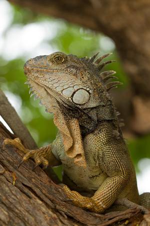 Large male iguana in his natural habitat.の写真素材