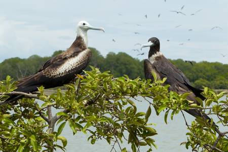 Male and female frigate birds in Bird isalnd , Ecuador