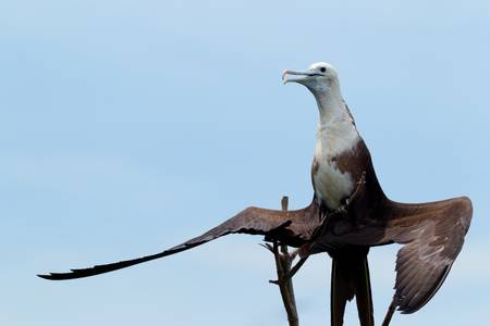 female fregate bird against blue skyの写真素材