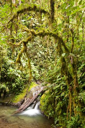 rainforest in Ecuador with intense green tones