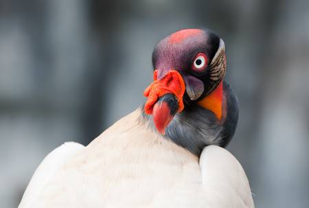 The King Vulture, Sarcoramphus papa, is a large bird found in Central and South America. It is a...