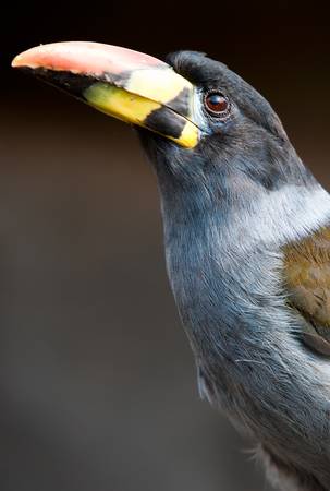 The Grey-breasted Mountain-toucan (Andigena hypoglauca) is a species of bird in the Ramphastidae family. It is found in humid highland forest in the Andes of southern Colombia, Ecuador and Peruの写真素材