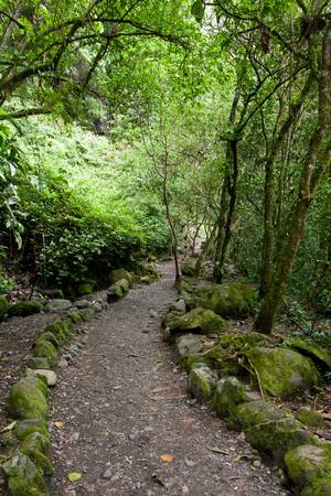Tropical park alley in Ecuador, south-americaの写真素材