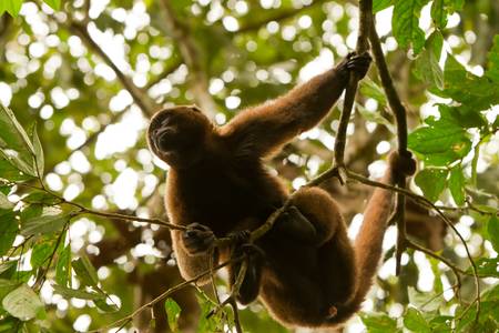 Adult male chorongo monkey searching for food in amazonian jungle