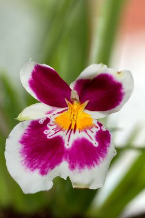 mature miltonia orchid, shot in ecuadorian Amazon basin, early in the morningの写真素材
