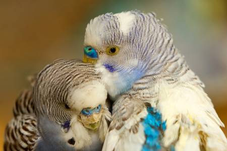 colorfull pair of budgerigar birdsshoot in ecuadorian rainforestの写真素材