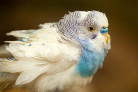 male melopsittacus undulatus shoot in the wild in ecuadorian rainforestの写真素材