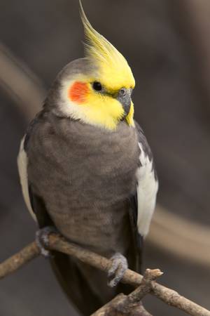 male nymphicus hollandicus bird, shoot in ecuadorian rainforestの写真素材