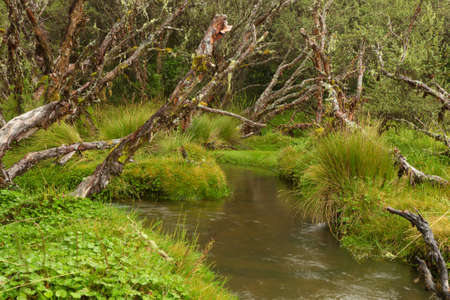 Deep forest treesの写真素材