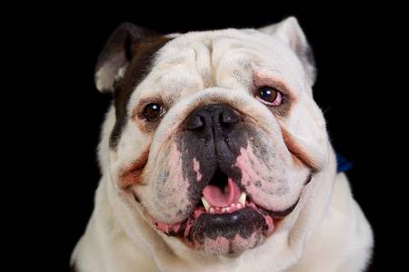 Mugshot studio portrait of an adult , pure breed , english bulldog.の写真素材