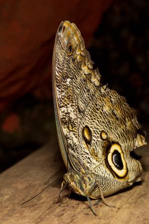 owl butterfly (lat. caligo eurilochus) resting on a branch