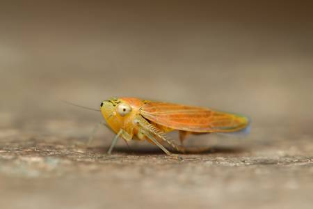 Orange variety of grasshopper the suborder Caelifera in the order Orthoptera. about 3mm lenght. Focus on the eye, shallow depth of field.の写真素材