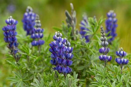Lupinus pubescens, nombre comun es Ashpa chocho, familia: Fabaceae. Blue flower very comun for the highlands of the Andes mountains.の写真素材