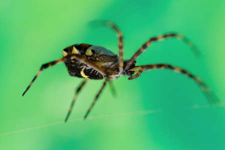 Female Argiope anasuja, writing spider, shot from eye level on green background.の写真素材