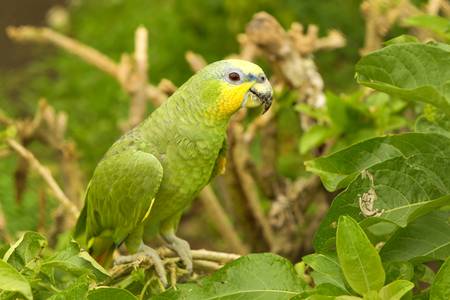 Male Yellow Crowned Amazon parrot shot in Ecuadorian lowlands of Amazonian basin.