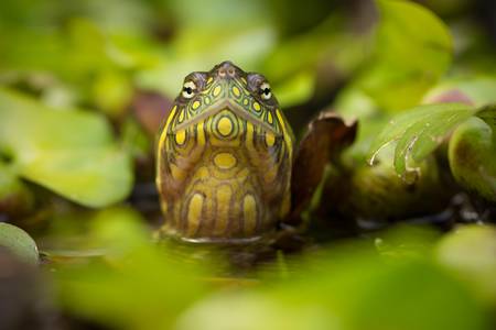 red eared slider turtle in the wild, surrounded by typical flora and looking with curiousity to the cameraの写真素材