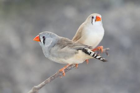 Pair of Diamante Babero on a branch, also called loving birds.の写真素材