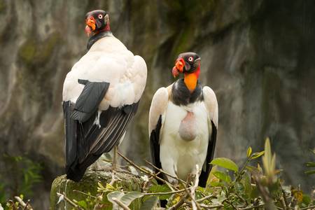 Pair of King vulture shot in Ecuadorian lowlands in Amazonia. Right male, left female.