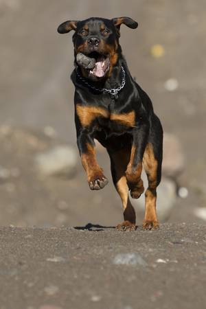 young adult Rottweiler ,9 months old, retrieving a stone at full speed.の写真素材